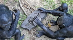 7 Animale care folosesc instrumente de muncă